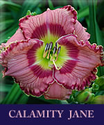 Calamity Jane