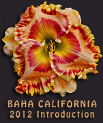 H. 'Baha California' 2012 introduction from Dan Trimmer