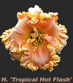 H. 'Priscella's Smile' 2008 introduction from Dan Trimmer